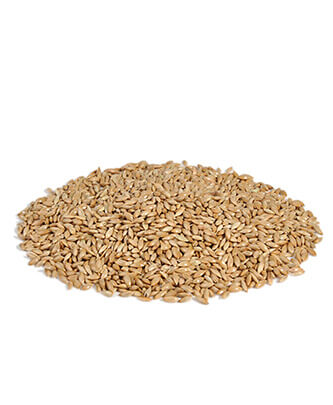 علبةary seed (25 kg — ART. 9003)